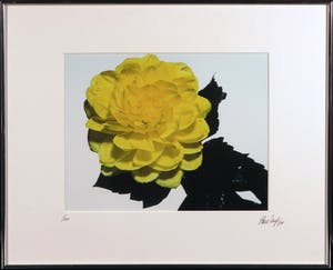 Paul Huf - Foto, Gele bloem met druppels - Ingelijst kopen? Bied vanaf 1!