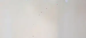 Mariska van den Enden - Gemengde techniek op doek, Aphrodite II (Zeer groot) kopen? Bied vanaf 1!