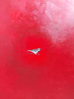 Niet of onleesbaar gesigneerd - de Mus verkocht voor € 1!