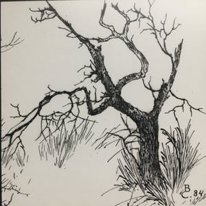 Niet of onleesbaar gesigneerd - Boom alleen. kopen? Bied vanaf 1!