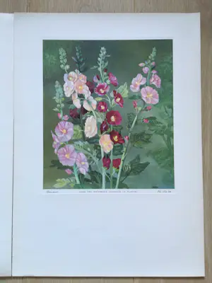 Eppo Doeve - Flower Prints from the Whitbread Calendar 1955 kopen? Bied vanaf 30!