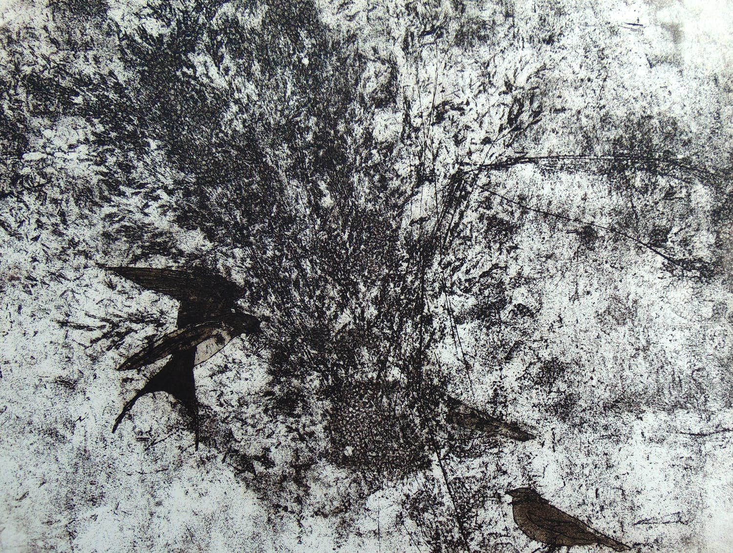 Hans Buining - Vogels verkocht voor € 40!