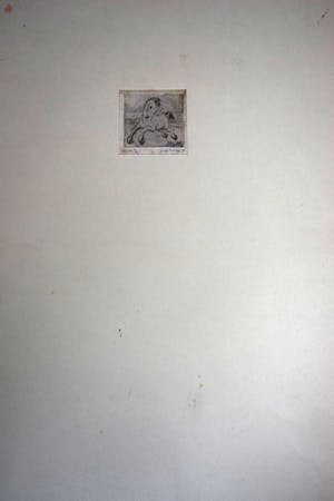 Enno Brokke - Veulen in de wei kopen? Bied vanaf 50!