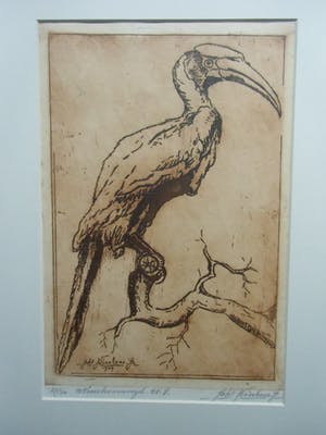 Johannes Nicolaas Jr. - NEUSHOORNVOGEL kopen? Bied vanaf 35!