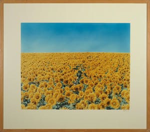 Jean Ruiter - Foto, Sunflowermask - Ingelijst kopen? Bied vanaf 35!