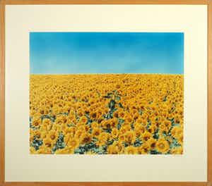 Jean Ruiter - Foto, Sunflowermask - Ingelijst verkocht voor € 35!