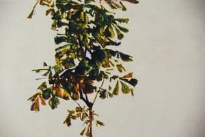 Egon Schiele - "Kastanienbaum am Bodensee 1912" Ausgabe 1948 kopen? Bied vanaf 75!