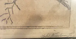 Johannes Nicolaas jr. - Neushoornvogel kopen? Bied vanaf 30!