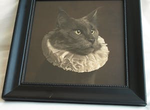 Marie Cecile Thijs - Ingelijste foto uit de serie 'White Collar', Cat with White Collar IV - 2013 kopen? Bied vanaf 1500!