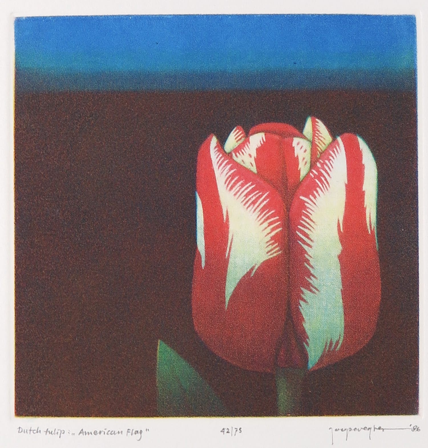 Joop Vegter - Mezzotint, Dutch Tulip 'American Flag' verkocht voor € 50!