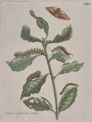 Maria Sybilla Merian - Nr. XXX “Saule a feuille large” kaufen? Bieten Sie von 150!