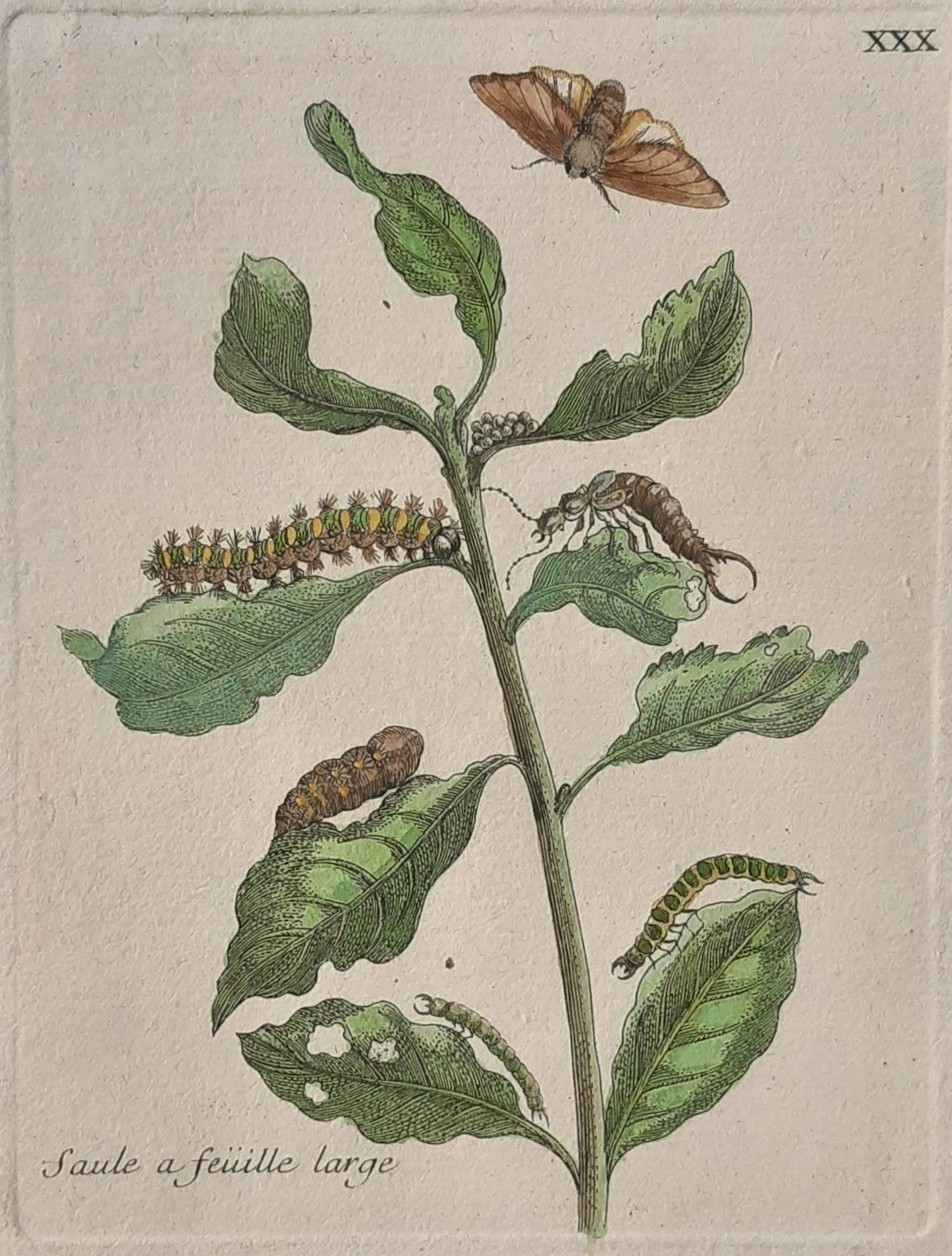 Maria Sybilla Merian - Nr. XXX “Saule a feuille large” kopen? Bied vanaf 150!