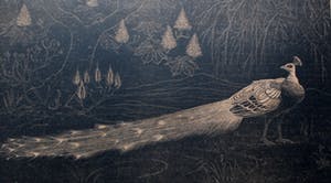 Henri Verstijnen - Houtsnede: Pauw kopen? Bied vanaf 70!