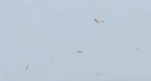 Carlos Blaaker - Zeefdruk, Rush - Ingelijst kopen? Bied vanaf 35!