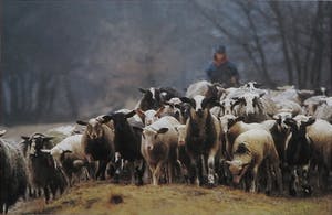 Niet of onleesbaar gesigneerd - Foto, Holland - Ingelijst kopen? Bied vanaf 10!