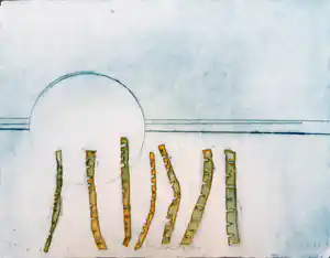 Jan Montyn - Bamboo II verkocht voor € 60!