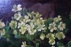 Ad Blok van der Velden - Stengelloze sleutelbloemen Texel kopen? Bied vanaf 300!