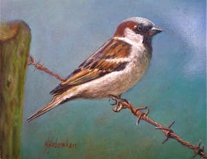 Hans Habraken - Mus op prikkeldraad kopen? Bied vanaf 275!