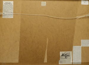 Jean Tinguely - Lithografie in zwart kopen? Bied vanaf 675!