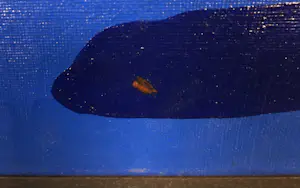 Piet de Walle - Olieverf op doek, Raamvertelling - Ingelijst kopen? Bied vanaf 1!