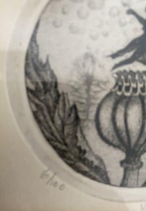 Hans van Draanen - Papaver kopen? Bied vanaf 1!