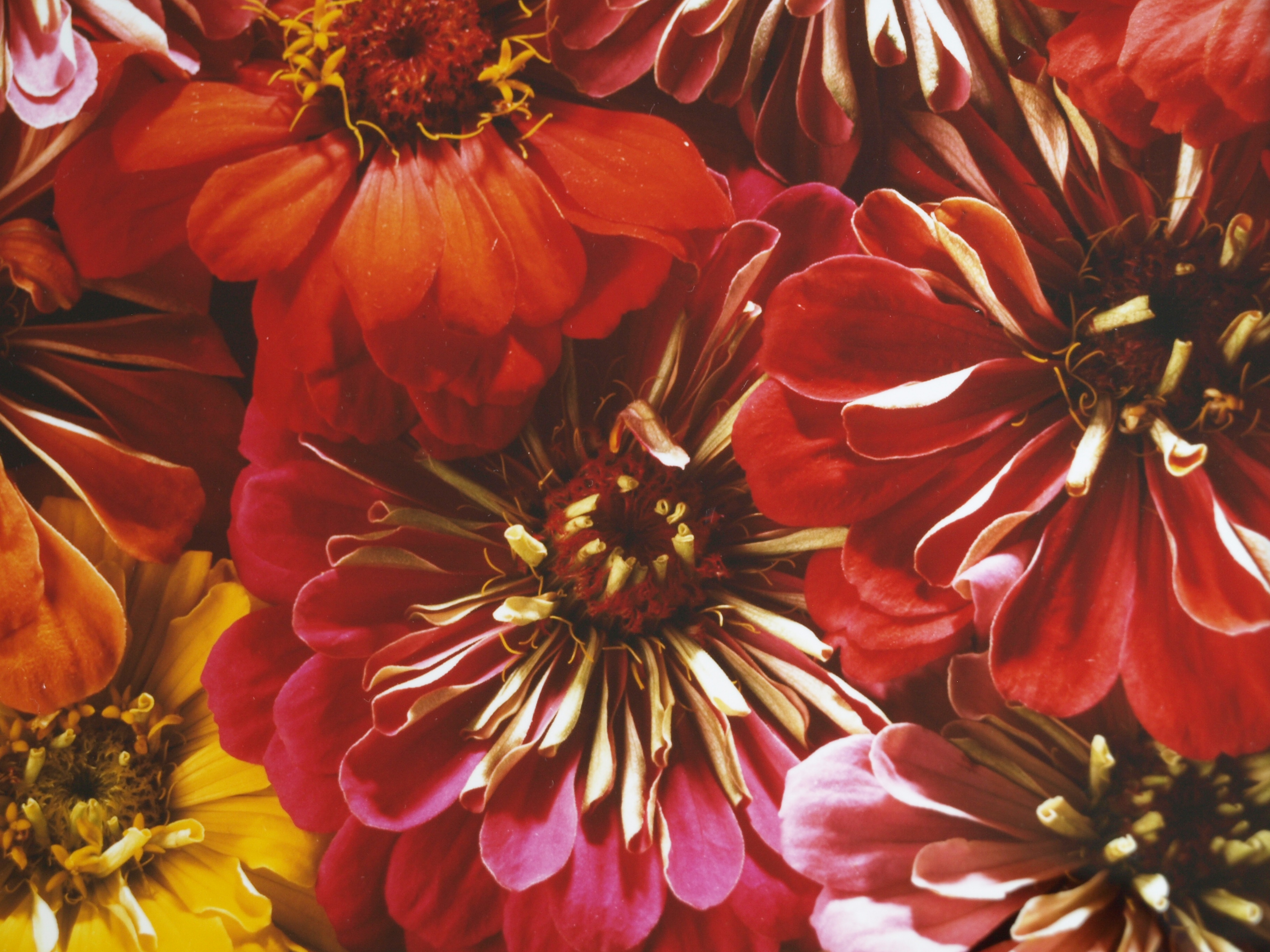 Paul Huf - Foto , Flowers , Bloemen – gesigneerd & ingelijst - 1984 - 60 x 50 cm kopen? Bied vanaf 75!