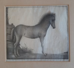 Jan Wittenberg - veulen kopen? Bied vanaf 25!