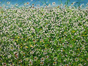 Giovanni Daurea - Floreale 318 kopen? Bied vanaf 280!