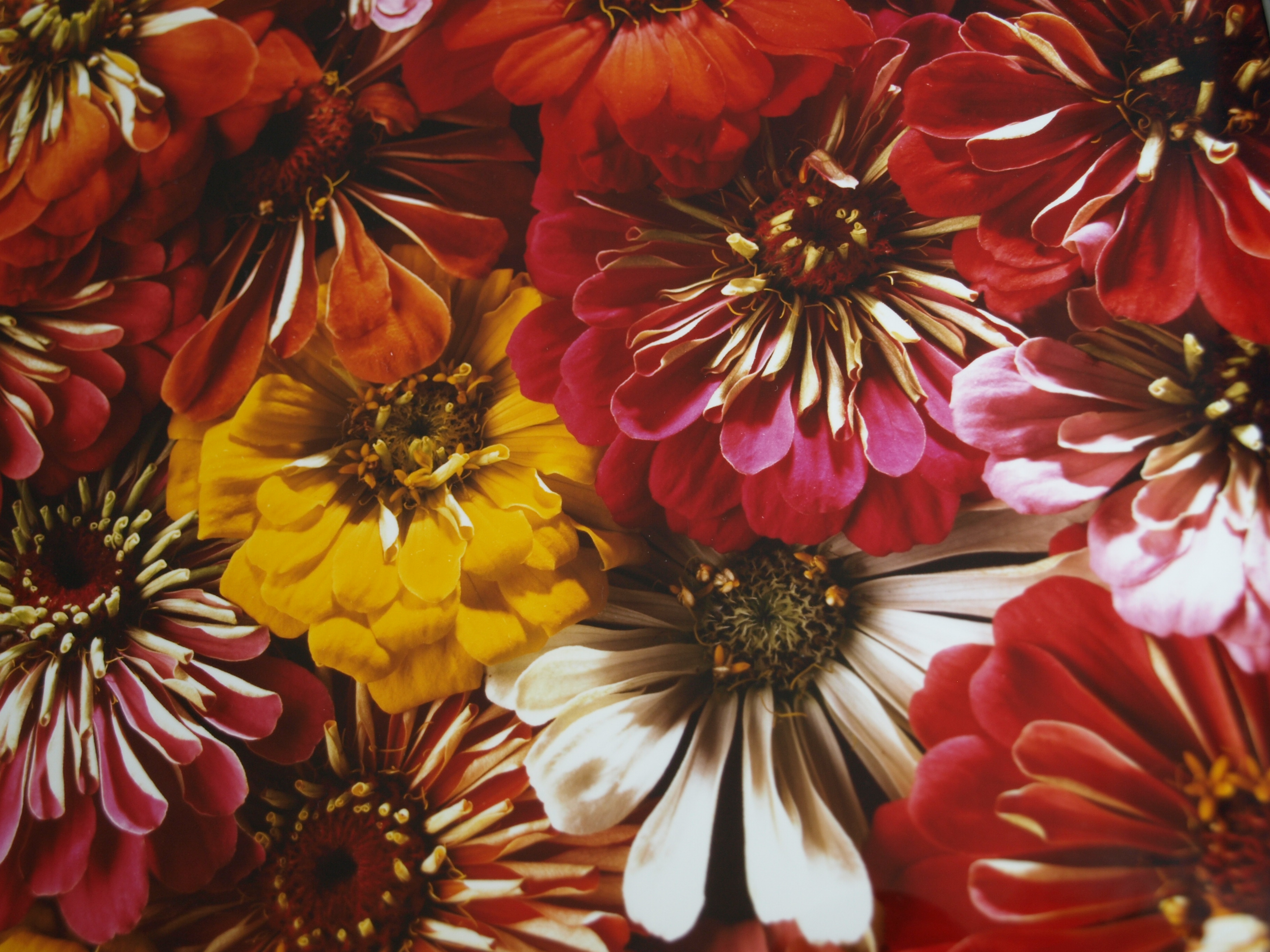 Paul Huf - Foto , Flowers , Bloemen – gesigneerd & ingelijst - 1984 - 60 x 50 cm kopen? Bied vanaf 75!