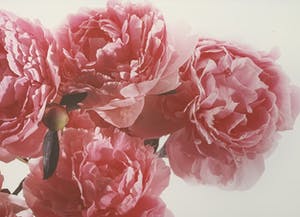 Paul Huf - C-print - 'Peonies' - 1988 (INGELIJST) kopen? Bied vanaf 150!