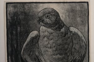 Joop van den Berg - Roofvogel kopen? Bied vanaf 20!