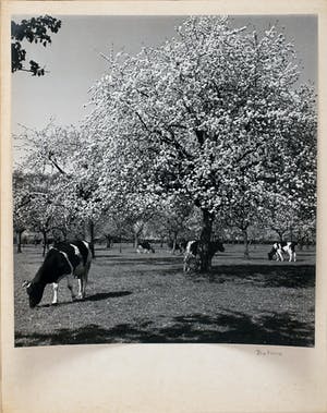 Cas Oorthuys - Betuwe - originele foto op bariet-fotopapier - 21469 kopen? Bied vanaf 60!