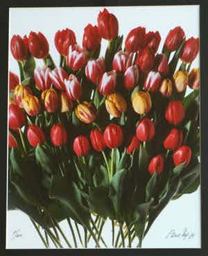 Paul Huf - Foto , Flowers : Gemengde Tulpen – gesigneerd & ingelijst - 1984 verkocht voor € 1!