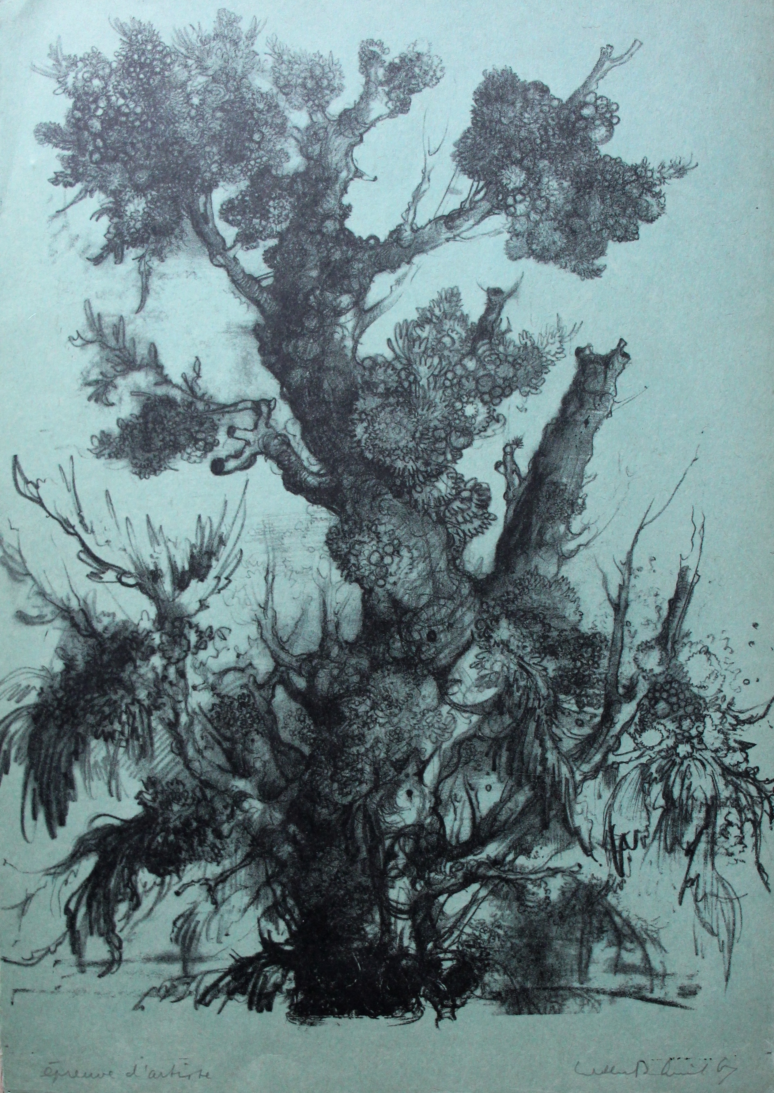 Dirkje Kuik - Litho op groen papier: Knotwilg - 1967 verkocht voor € 45!