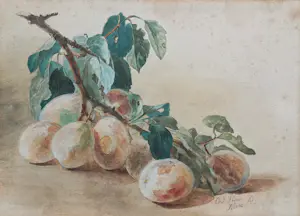 Catharina Kiers - Tak met abrikozen, aquarel op papier kaufen? Bieten Sie von 75!