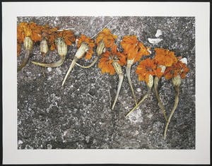 Mark Verdoes - Giclee, Buddhalove - Offer Rij kopen? Bied vanaf 1!