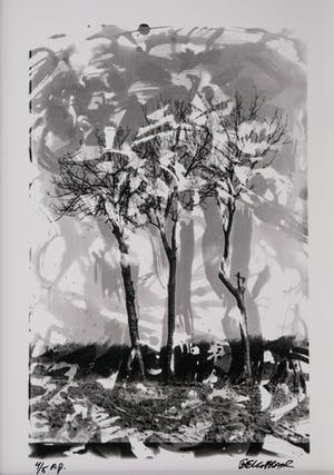 Niet of onleesbaar gesigneerd - Bomen kopen? Bied vanaf 1!