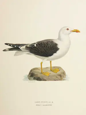 Wilhelm von Wright - Litho, Larus Fuscus, uit Svenska foglar (...) kaufen? Bieten Sie von 1!