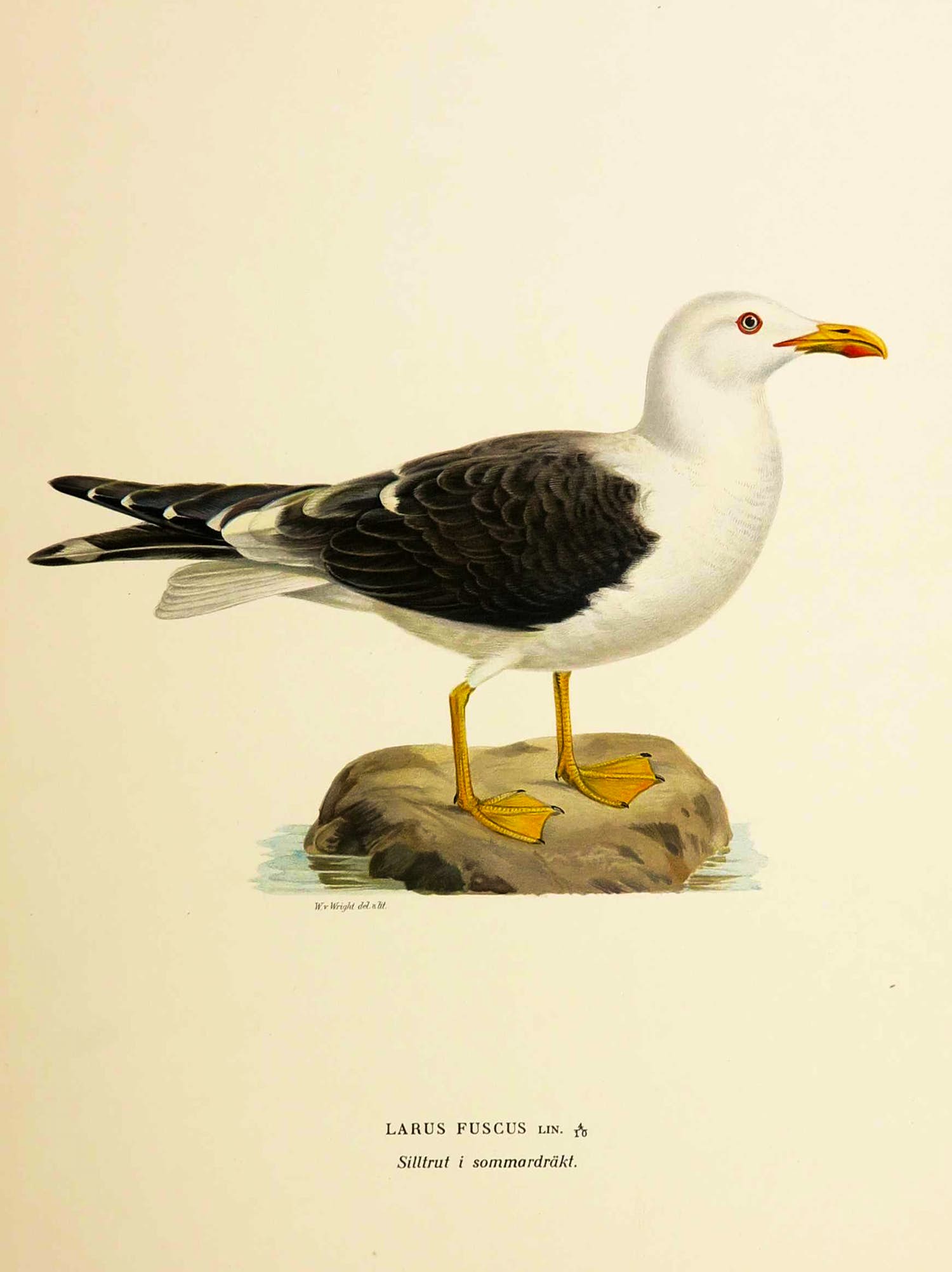 Wilhelm von Wright - Litho, Larus Fuscus, uit Svenska foglar (...) kopen? Bied vanaf 1!
