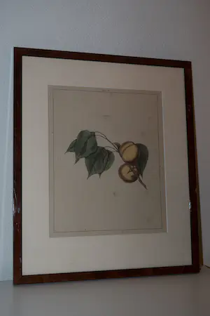 Johann Hermann Knoop - Apricoos (Abrikoos) kaufen? Bieten Sie von 40!