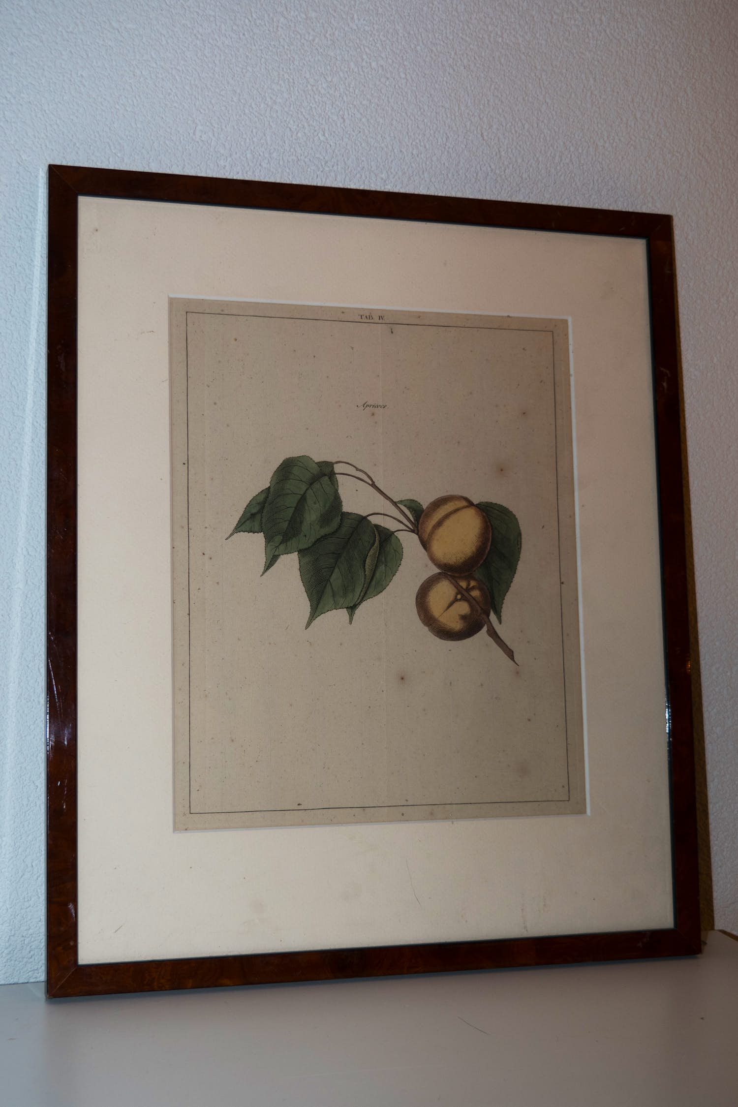 Johann Hermann Knoop - Apricoos (Abrikoos) verkocht voor € 40!