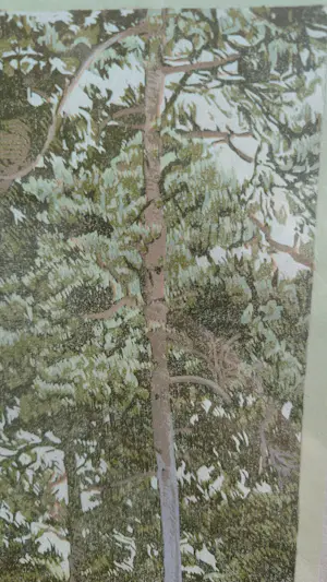 Siemen Dijkstra - Zomerbos kopen? Bied vanaf 1500!