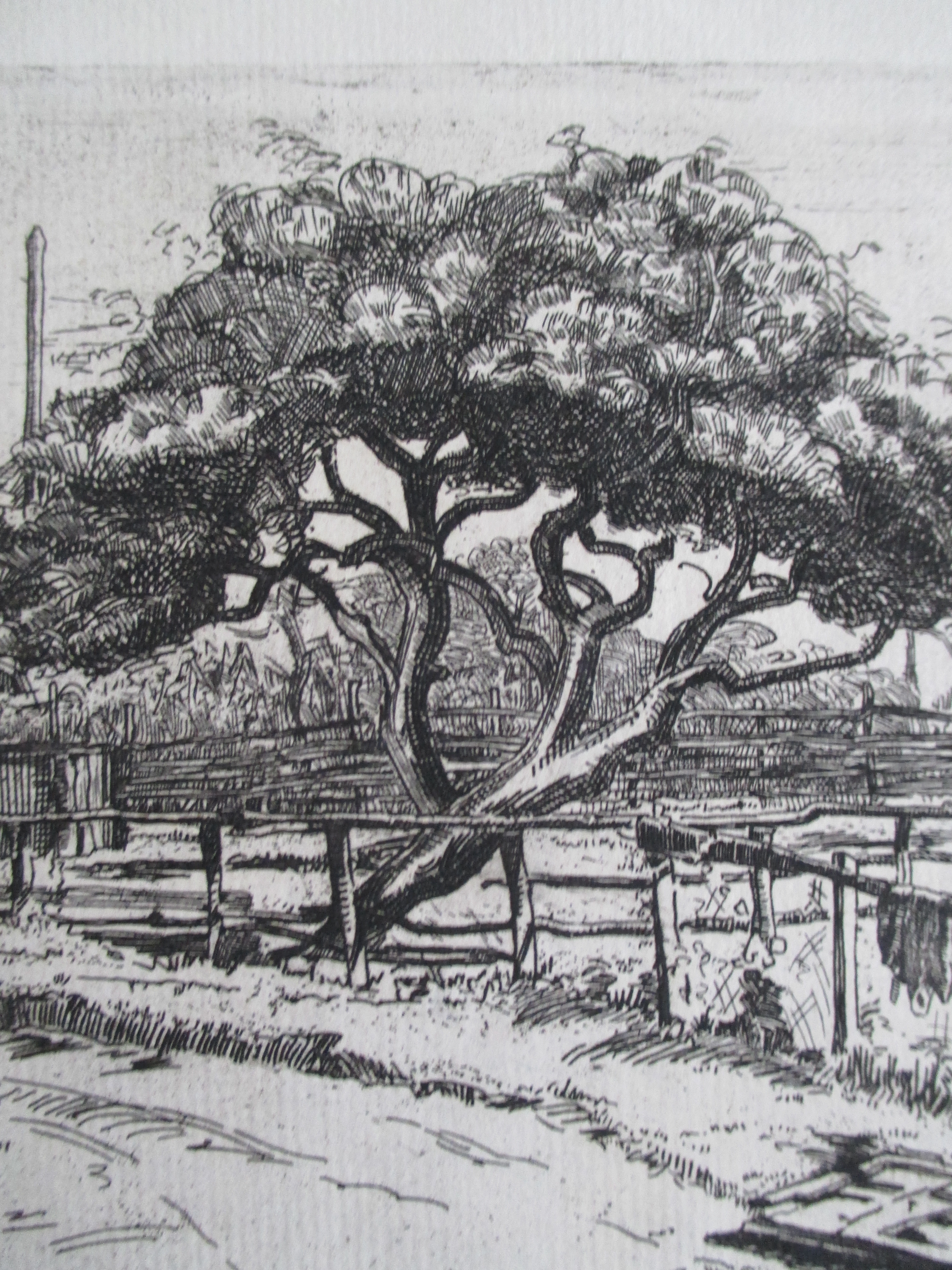 Debora Duyvis - ets boerderijerf kopen? Bied vanaf 20!