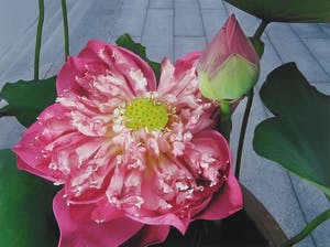 Mark Verdoes - Foto, Buddha love lotusbelle - Ingelijst kopen? Bied vanaf 1!