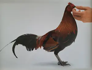 Koen Vanmechelen - Louisiana (Feeding chicken) kopen? Bied vanaf 495!