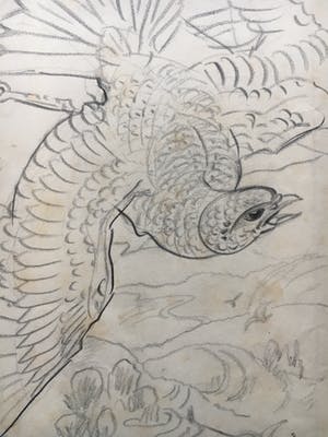 Willem van Konijnenburg - Roofvogel kopen? Bied vanaf 45!