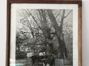 Anton Mauve (sr.) - Koeien melken. Photogravure kopen? Bied vanaf 1!