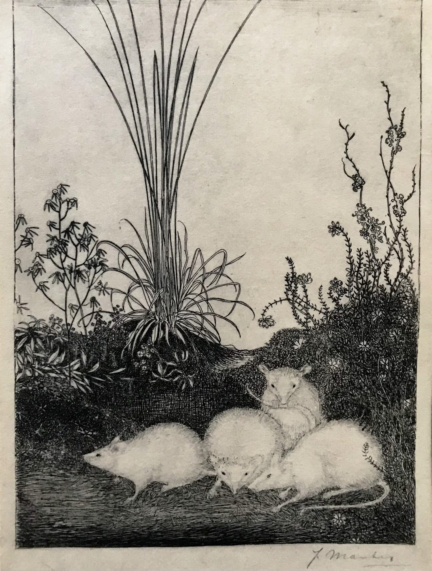 Jan Mankes - Originele Heliogravure 4 Muizen 1923 verkocht voor € 1!