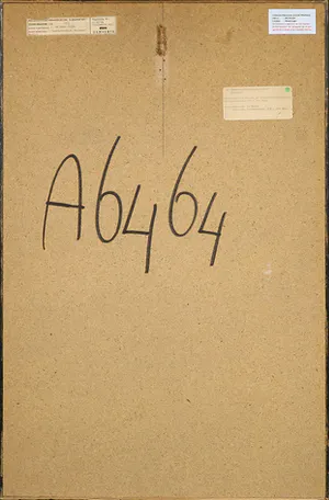 Fernando de Nadal - Olieverf op hardboard, Gastarbeidster Mercedes - Ingelijst kopen? Bied vanaf 1!