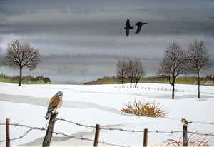 Ari Stolk - Torenvalk op hekpaal + 2 kraaien - winterlandschap verkocht voor € 35!